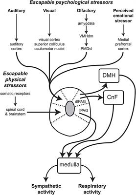 Emotion and the Cardiovascular System: Postulated Role of Inputs From the Medial Prefrontal Cortex to the Dorsolateral Periaqueductal Gray